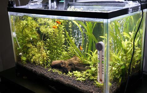Thinking of Putting Platies in 10 gal. Tank .